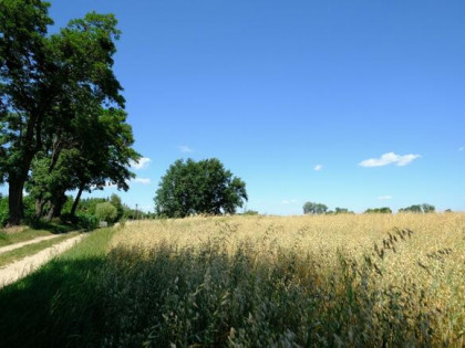 Działka siedliskowa Kampinos,