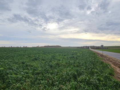 Działka, Zalesie, Wilkołaz, 11 ar, budowlana