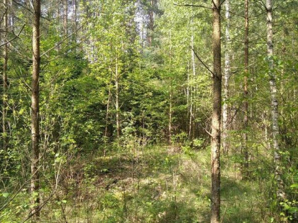Działka leśna Nowogród