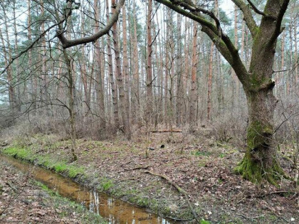 Działka leśna ujęta w MPZP pod zabudowę