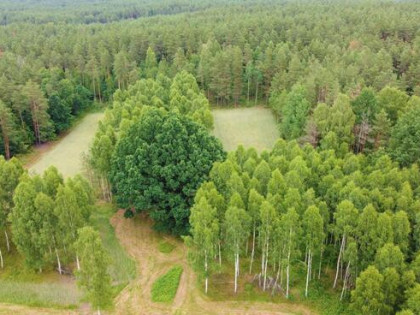 Działka rolna Dzierniakowo gm. Gródek