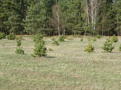 Działka Brody