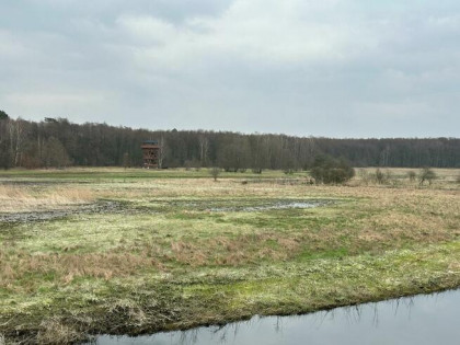 Działka 1500 m.kw. w sercu Puszczy Goleniowskiej