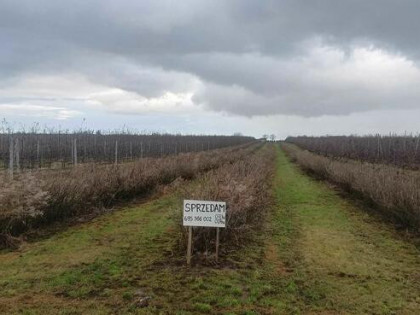 Działki rolne o pow. 0,27 ha + 0,73 ha w m. Głazów