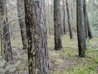 Las 2,95h Kierzenko, gmina Kępno, woj Wielkopolskie