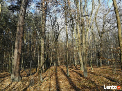 Sprzedam las wraz z gruntem. Miejscowość Sławiny k.Garwolina