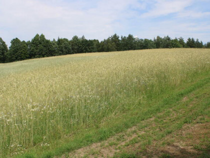 Działka budowlana Borowy Las gm. Sierakowice