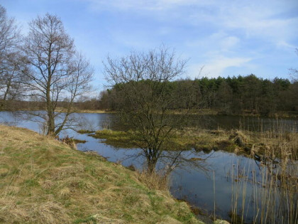 1/2 udziału w nieruchomości od Syndyka - Tomaszów Mazowiecki