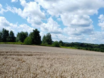 Działka budowlana Dębno Sufczyn, Szkolna