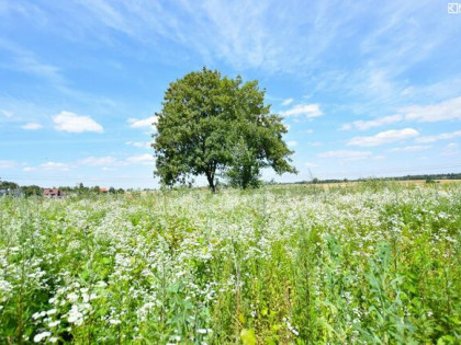 Działka rolno-budowlana Pólko