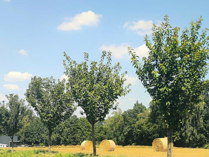 Działka usługowa Czechowice-Dziedzice, Katowicka