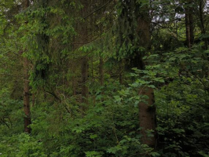 Działka leśna Juszczyn gm. Maków Podhalański,