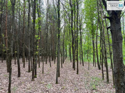 Działka leśna Nagłowice Trzciniec