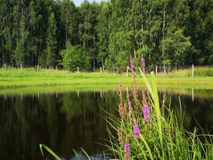 Działki w Kretowinach nad jez. Narie od 50 do 67 zł/m2