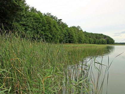 Działka leśna Radogoszcz gm. Osiek