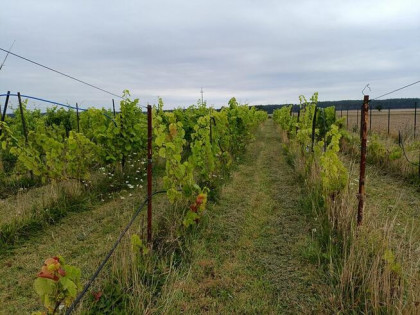 Winnica ogrodzona, z nasadzeniami odmian szlachetnych