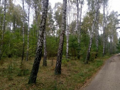 Na sprzedaż las – Borkowo Kościelne, Sierpc