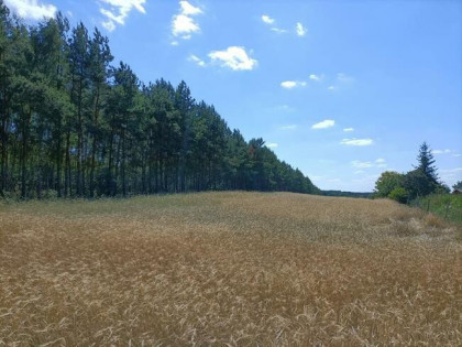 Działka budowlana 5000m²