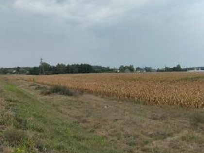 Sprzedam Ziemię Rolną 2 Hektary w Jednym Kawałku Zobacz