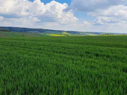 Działka siedliskowa Przybysławice gm. Skała