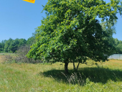 Działka siedliskowa Czernichów,