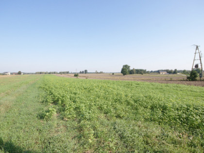 Działka rolno budowlana 96a Rudka Gołębska