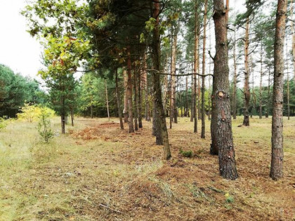 Działka leśna Dubicze Cerkiewne Bachmaty