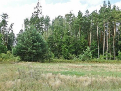 Działka rolno-budowlana Zalesiany gm. Turośń Kościelna