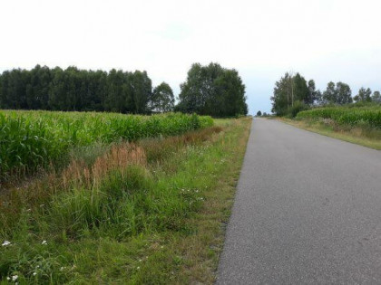 Na sprzedaż działka 5900m/2 przy lesie w Czempiszu