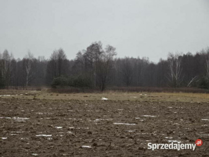 Syndyk sprzeda nieruchomość gruntową niezabud Kolonia Kuczki