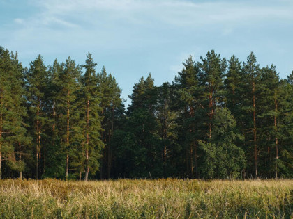 DZIAŁKA LEŚNA- 77 arów