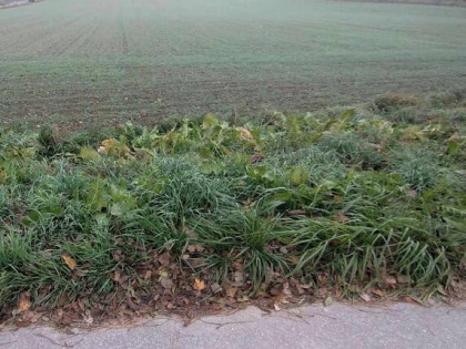 Działka budowlana Baszki gm. Niemce