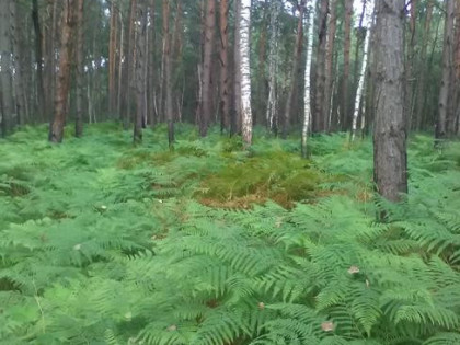 Atrakcyjna działka Dąbrowa Duża