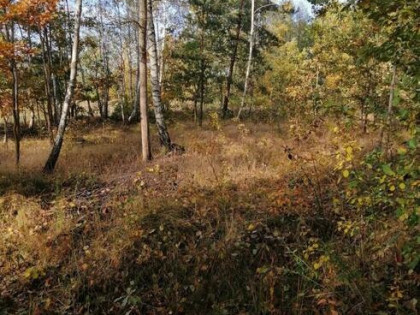 Syndyk sprzeda nieruchomość gruntową niezabudowaną