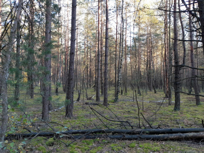 Działka Kąty