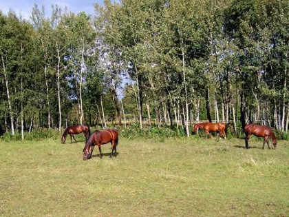 Rozwojowe ranczo - już gotowe na przyjęcie ponad 20 koni.