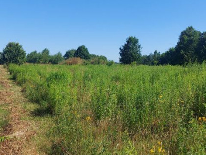 Działka Wojsławice