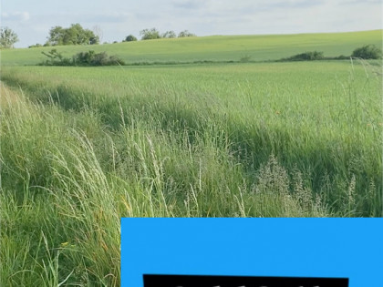 Działki w Wołowie-> wylot na Pełczyn/ Stary Wołów