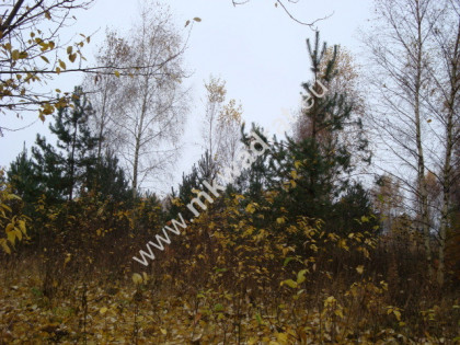 Działka Jesionka Jesionka