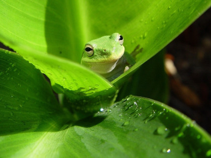 SPRZEDAŻ-działka  budowlana pow. 779 m2. Mechnice Mechnice