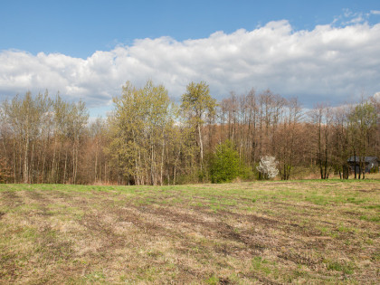 Działka budowlana z  prywatnym lasem w Burzynie!