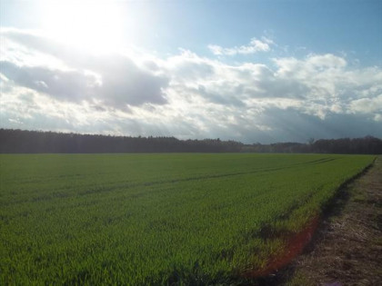 Działka Borowa Oleśnicka