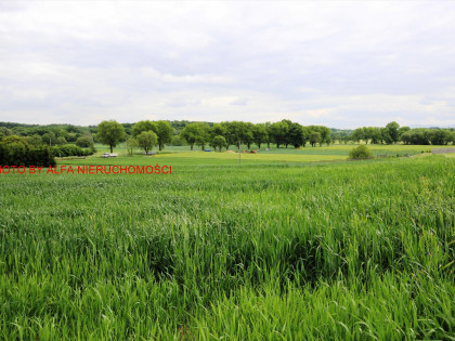 Działka Wierzbna ul. Wierzbna