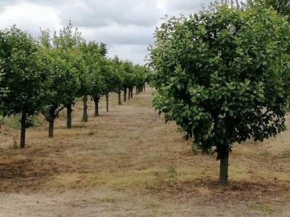 Sprzedam dom z działka i budynkami gospodarczymi