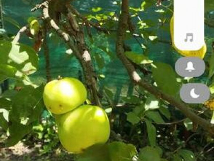 Sprzedam ogródek działkowy ROD Jedność Robotnicza w Bytomiu