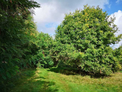 Świeszewo,gm.Gryfice,1.8458ha,Decyzja wz,pod dom.