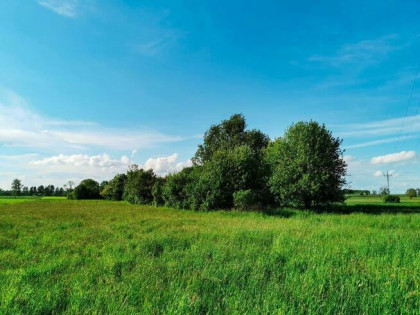 SPRZEDAM 2 DZIAŁKI 3000 M2 - ŚLIWNO, GM. CHOROSZCZ