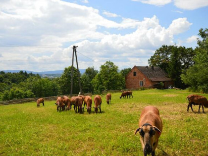 Działka rolno-budowlana Nowy Wiśnicz