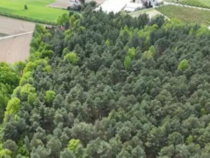 Twoje własne królestwo przyrody – Działka leśna 22 484 m²!