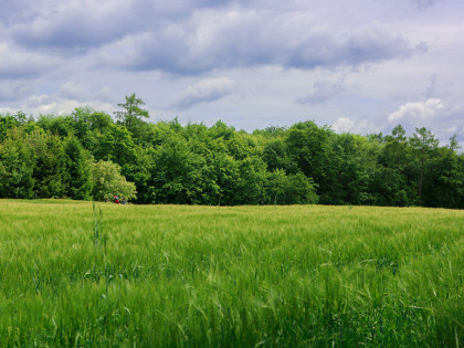 Na sprzedaż: działka 79 arów- Domosławice